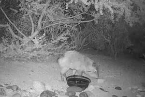 Captada en video la javalina con la flecha en su rostro. 