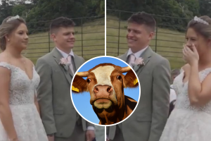 Una vaca se ‘opone’ a un matrimonio dos veces y el video del momento se hace viral