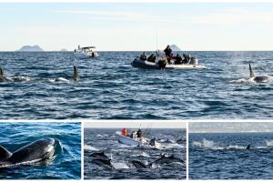 Orcas San Diego lleno más les gusta delfines junior