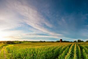 Clouds over Corn