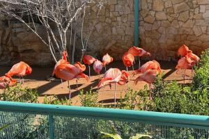 zoológico San Antonio gripe aviar