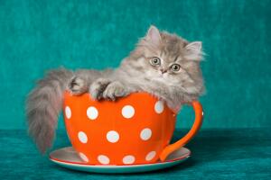 shutterstock_54030898.jpg