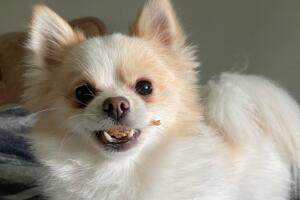 Comparte con Univision Noticias 45 Houston las fotos de tus mascotas este 11 de julio