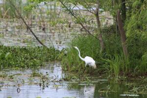 Brazos Bend, un parque que reúne las especies más salvajes de Texas