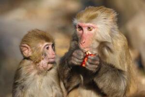 animais-sabem-contar_macacos.jpg