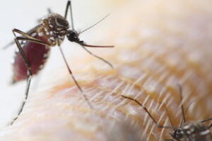 Conheça os cuidados necessários para afastar o mosquito causador da dengue, zika e chikungunya