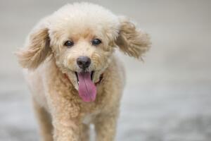 razas-de-perros-caniche-2.jpg