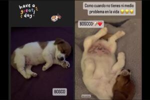 Bosco, el nuevo perrito de Chantal Andere