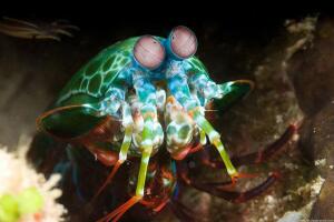 mantis_shrimp.jpg