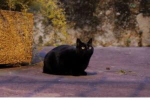 Gato negro