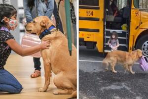 Bubba, el Golden retriever de TikTok que se hizo viral al ayudar a su niña, Autumm, a cargar su mochila escolar todos los días.jpg