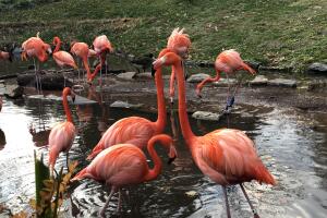 Flamencos 1 