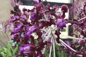 Orquídeas Longwood Gardens 6