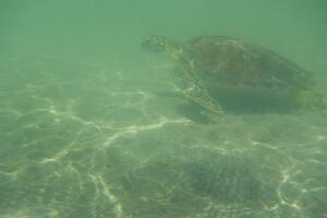 Regresan a su hábitat cinco tortugas de mar rescatadas en playas del sur de Florida