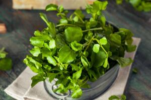 agriao-organico-vegetal-1016-1400x800.jpg