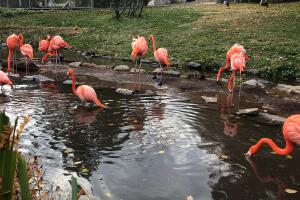 Flamencos 3