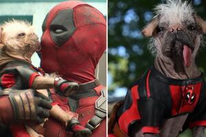 Dogpool