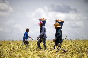 trabajadores agricolas