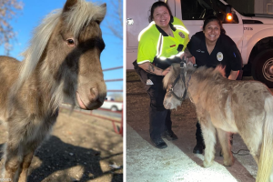 poni-escapa-San-Antonio-atrapado