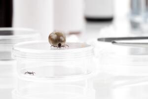 Garrapata en el laboratorio