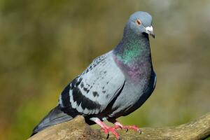 palomas3.jpg