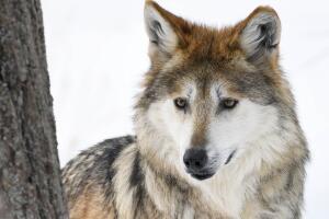 LOBOS MEXICANOS/DSC_8757.jpg