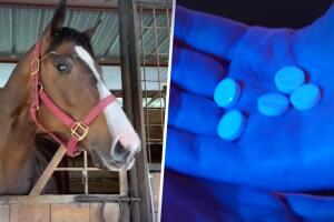 horse tranq drug promo ATX