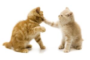 gatos