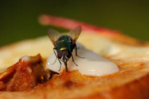 mosca-comida-insecto.jpg