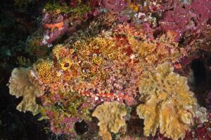 Tasseled Scorpionfish (Scorpaenopsis oxycephata)
