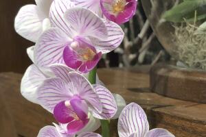 UNA DOCENA DE FLORES PARA MAMA /IMG_1118.JPG