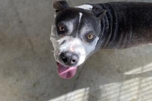 PERROS PR/perro 3.jpeg