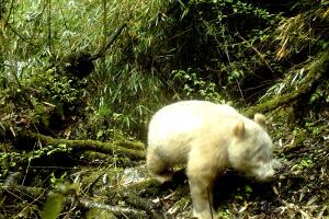 All-white giant panda seen in China's Sichuan province