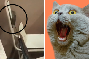 rata.png