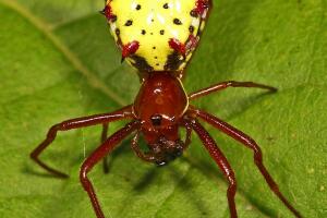 micrathena-sagittata-arana-01.jpg