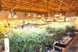 Marihuana Las Vegas