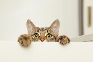 ojos_de_gato_ven_invisible_cosas1.jpg