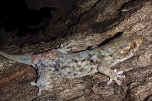 nueva-especie-gecko_1.png