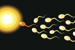 data-ovulacao-2.jpg