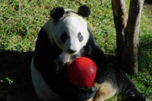 Xin Xin en el Zoológico de Chapultepec, en la Ciudad de México