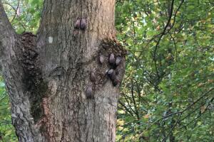 Mosca linterna manchada 