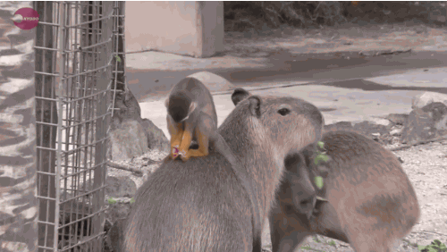 capivara-macaco-animacao.gif