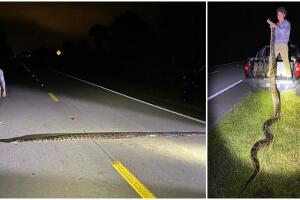 Por las dimensiones del animal, se cree que es una de las pitones más grandes capturadas en Florida.