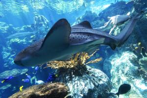 Aquarium of the Pacific 