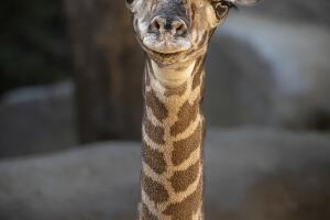 Baby Giraffe
