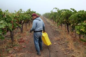 Organic Winery In Napa Valley Begins In Harvest