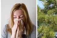 It's the beginning of the 'cedar fever' season in South Texas and these are the symptoms you should know about 