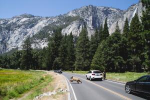 yosemite7.jpg