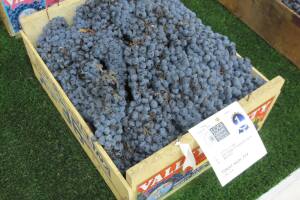 lodigrape-festival.jpg