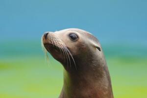 animais_foca_cc_thinkstock.jpg